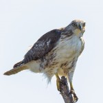2211 Immature Red-tailed Hawk