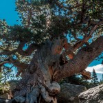 2226 Old Tree at Lake Haiyaha