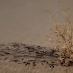 2232 Desert Plant