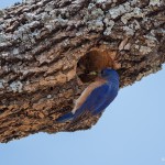 2243 Male Eastern Bluebird Feeding Female in Nest