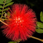 2268 Pohutukawa (Metrosideros excelsa)