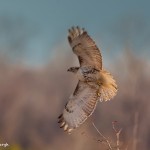 2309 Immature Red-tailed Hawk (Buteo jamaicensis)