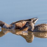 2314 Northern Shovelers, Male and Female