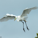 3316 Great Egret (Ardea alba), Florida