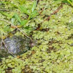 2317 Red-eared Slider (Trachemys scripta elegans)