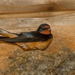 2318 Female, Breeding Barn Swallow (Hirundo rustica)