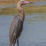 2323 Reddish Egret (Egretta rufescens)