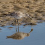 2327 Western Willet (Tringa semipalmata inornata)