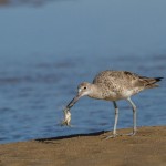 2328 Western Willet (Tringa semipalmata inornata)