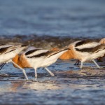 2329 American Avocet (Recurvirostra americana)