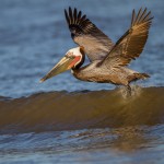 2331 Brown Pelican (Pelicanus occidentalis)