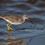 2335 Greater Yellowlegs (Tringa melanoleuca)