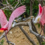 2344 Roseate Spoonbills at Rookery (Platalea ajaja)