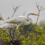 2348 Great Egrets, Nesting (Ardea alba)