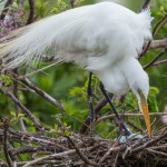 2350 Great Egret (Ardea alba)