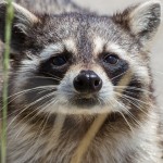2355 Raccoon