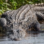 2358 American Alligator