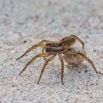 2362 Wolf Spider with Egg Case (Hogna helluo)