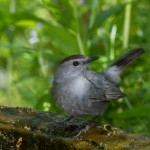 2372 Gray Catbird (Dumetella carolinensis)