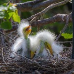 2377 Great Egret Chicks (Ardea alba), 1 week,