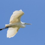 2379 Great Egret (Ardea alba)