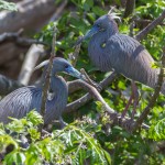 2380 Tri-colored Herons, Nest-building (Egretta tricolor), Rookery at High Island, TX