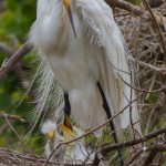 2383 Great Egret with Chicks (Ardea alba), 1 week