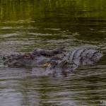 2388 Alligators, Courtship Ritual