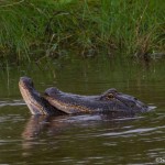 2389 Alligators, Mating