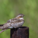 2395 Common Nighthawk (Chordeiles minor)