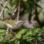2397 Tennessee Warbler (Oreothylpic peregrinia)