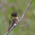 2401 Female Calliope Hummingbird (Stellula calliope)