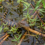 2409 Baby Alligator