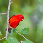 2412 Scarlet Tanager (Piranga olivacea)