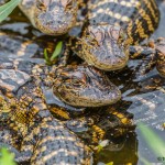 2414 Baby Alligators