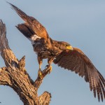 2426 Harris's Hawk (Parabuteo unicinctus)