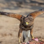 2432 Immature Harris's Hawk Feeding