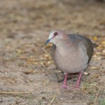 2441 White-tipped Dove (Leptotila verreauxi)