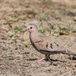 2444 Common Ground-Dove (Columbina passerina)
