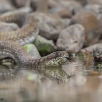 2452 Western Coachwhip (Masticophis flagellum)