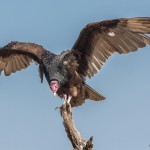 2454 Turkey Vulture (Cathartes aura)