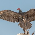 2455 Turkey Vulture (Cathartes aura)