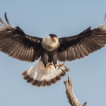 2457 Crested Caracara (Caracara cheriway)