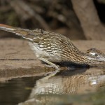 2463 Greater Road Runner (Geococcyx californianus)