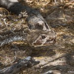 2466 Western Diamondback Rattlesnake (Crotalus atrox)