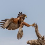 2467 Harris's Hawk (Parabuteo unicinctus)