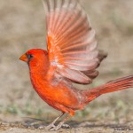 2474 Male Northern Cardinal (Cardinalis cardinalis)