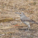2475 Curved-billed Thrasher (Toxostoma curvirostre)