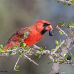 2476 Male Northern Cardinal (Cardinalis cardinalis)