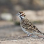 2483 Lark Sparrow (Chondestes grammacus).